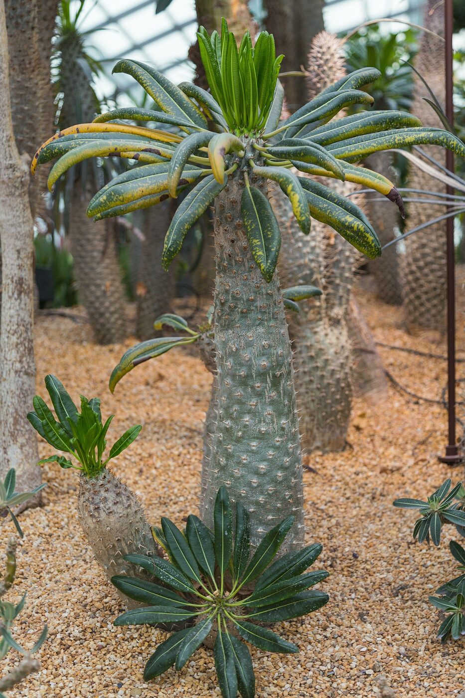 Succulents in the cool-dry conservatory — the baobabs sit further along the same circuit. Photograph via Wikimedia Commons.